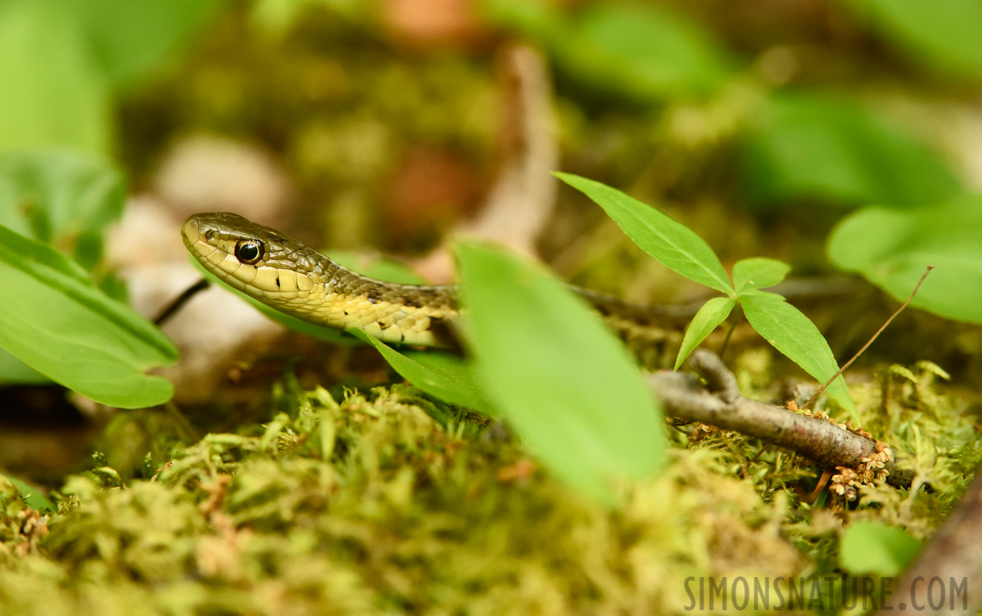 Thamnophis sirtalis pallidula [400 mm, 1/320 Sek. bei f / 7.1, ISO 2500]